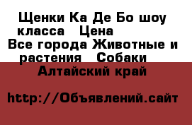 Щенки Ка Де Бо шоу класса › Цена ­ 60 000 - Все города Животные и растения » Собаки   . Алтайский край